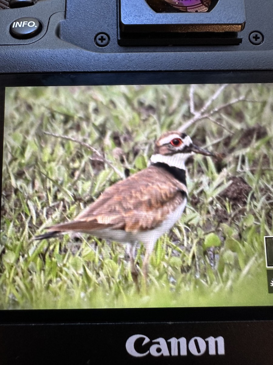 Killdeer - ML610167885