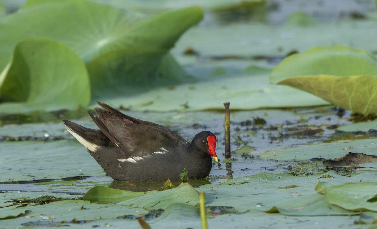 Eurasian Moorhen - Shrutidev Mishra