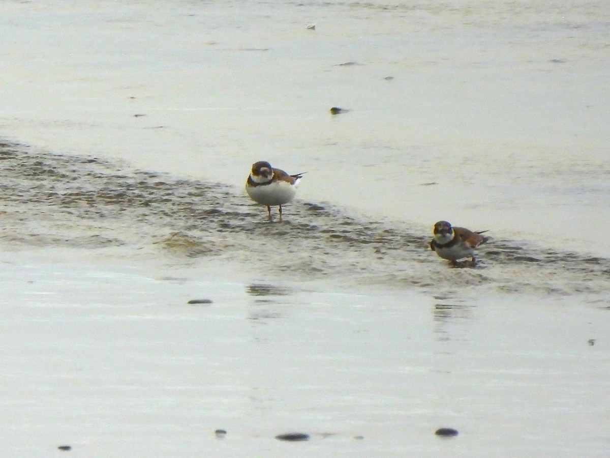 Semipalmated Plover - ML610167946