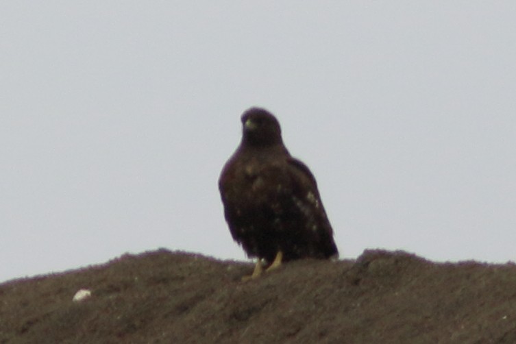 Red-tailed Hawk (Harlan's) - Anonymous eDipper