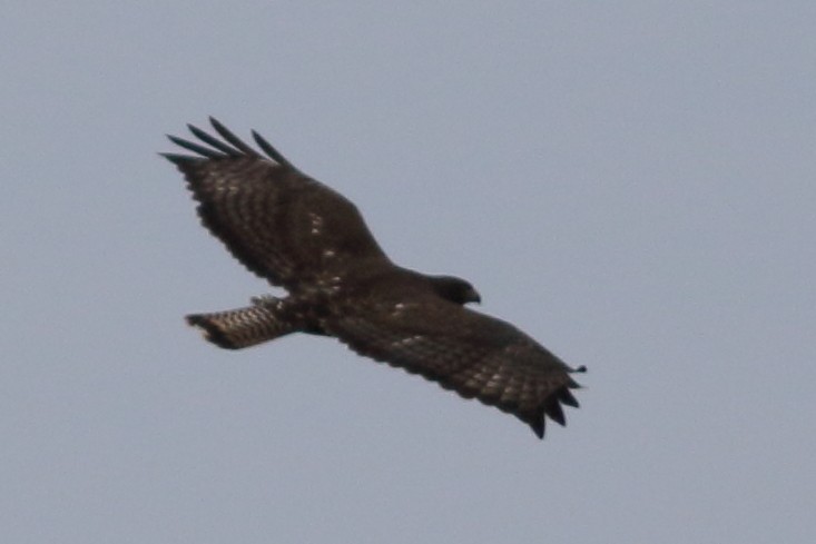 Red-tailed Hawk (Harlan's) - ML610167989