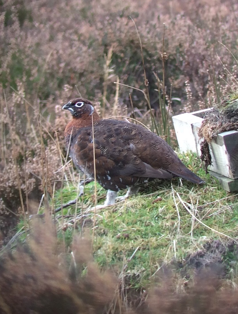 Willow Ptarmigan - ML610167992