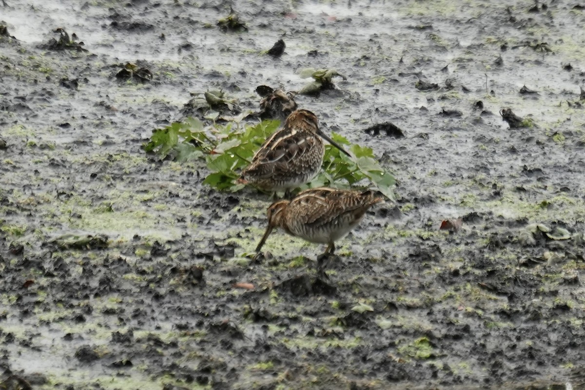 Wilson's Snipe - ML610167994