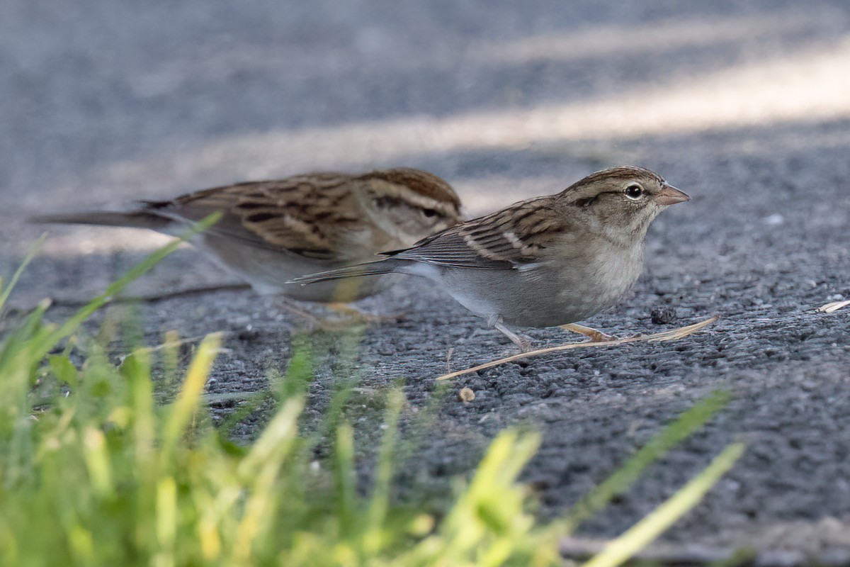 Chipping Sparrow - ML610168004