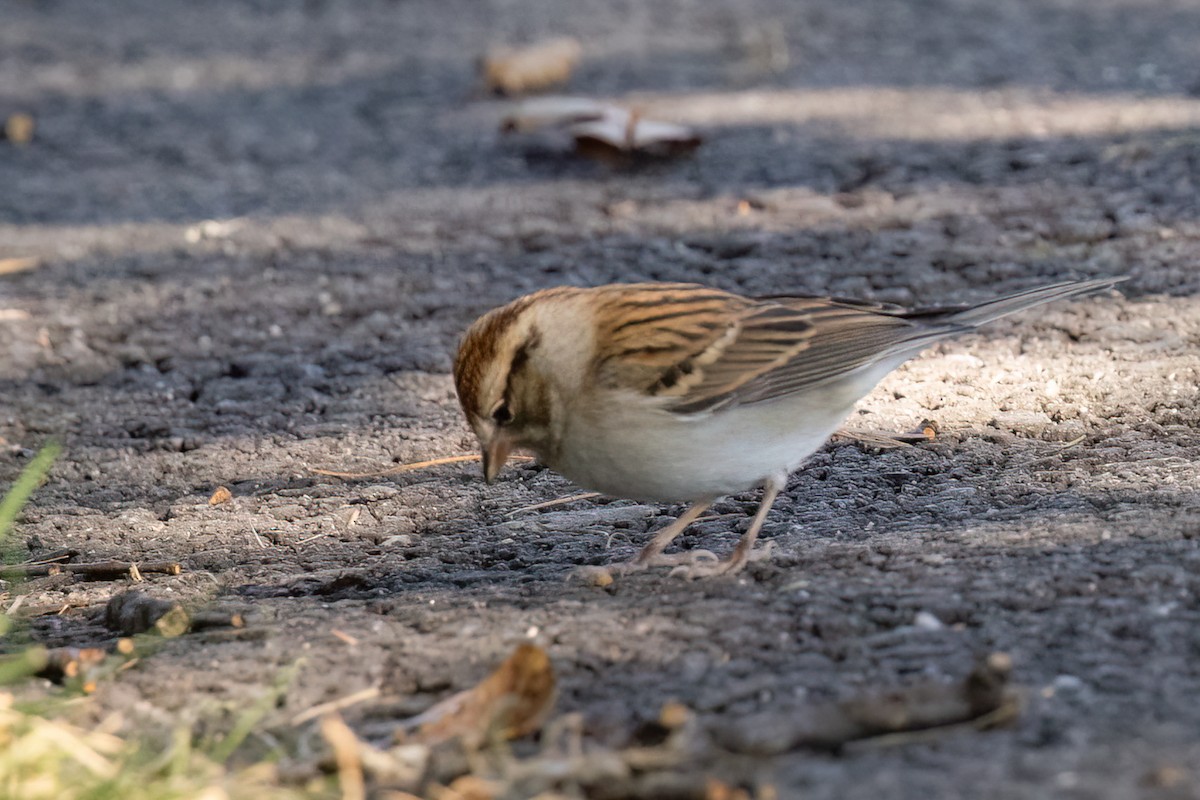 Chipping Sparrow - ML610168005