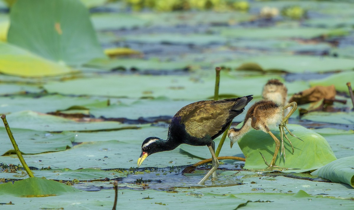 Bronze-winged Jacana - ML610168012