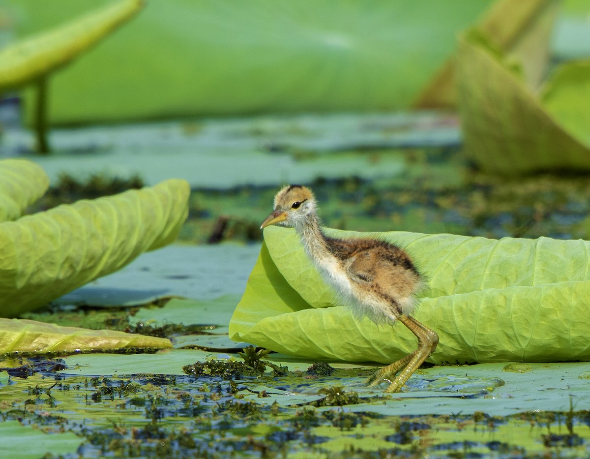 Bronze-winged Jacana - ML610168018