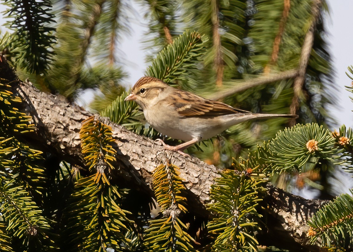 Chipping Sparrow - ML610168034