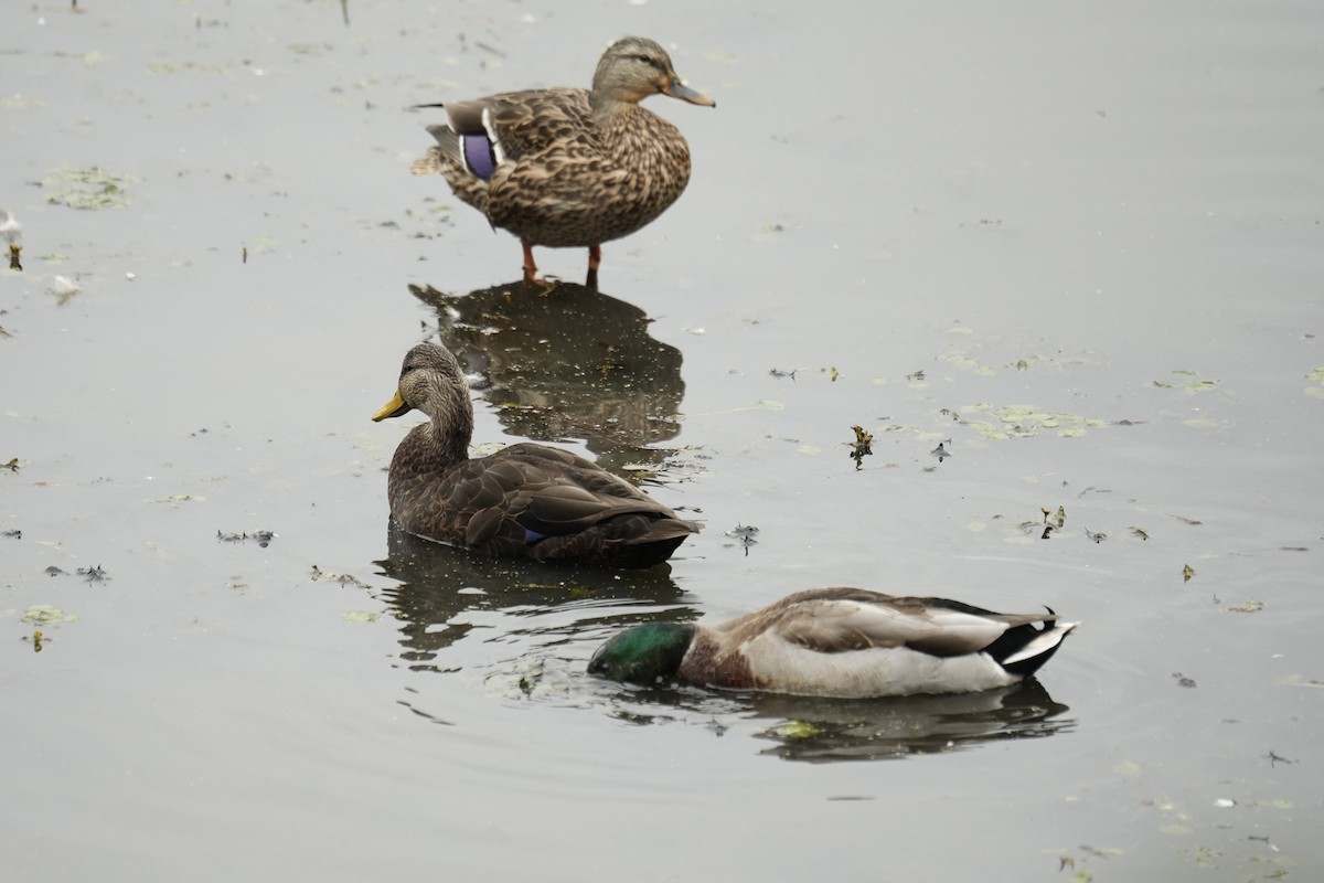 American Black Duck - Tom Marsan-Ryan