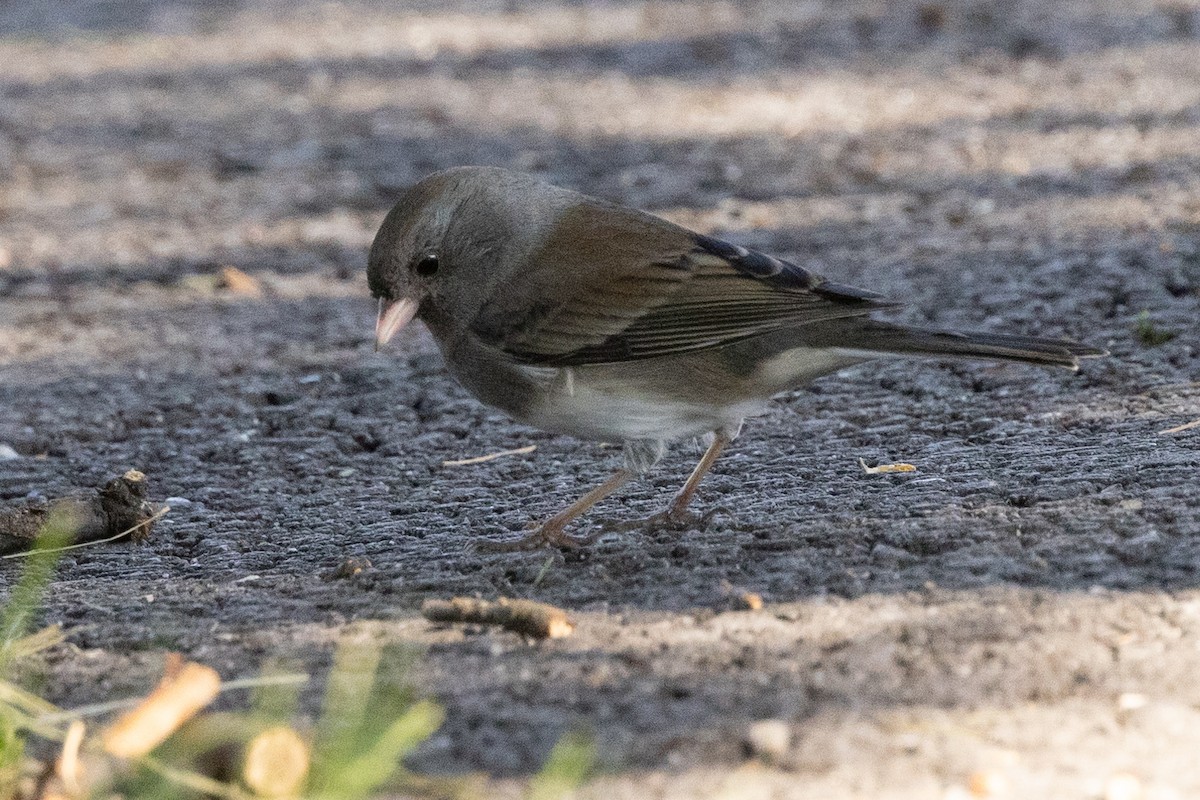 Dark-eyed Junco - Evelyn Ralston