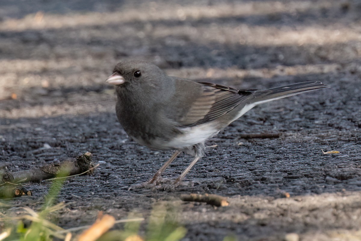 Dark-eyed Junco - ML610168057