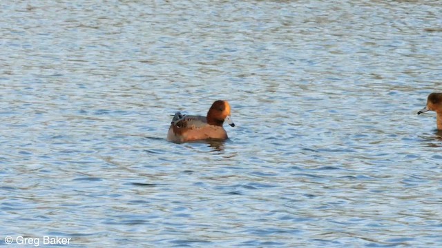 Eurasian Wigeon - ML610168062