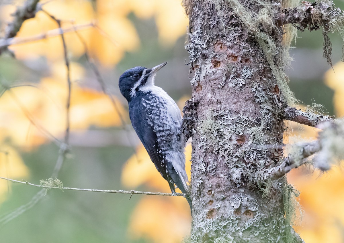 Black-backed Woodpecker - ML610168126