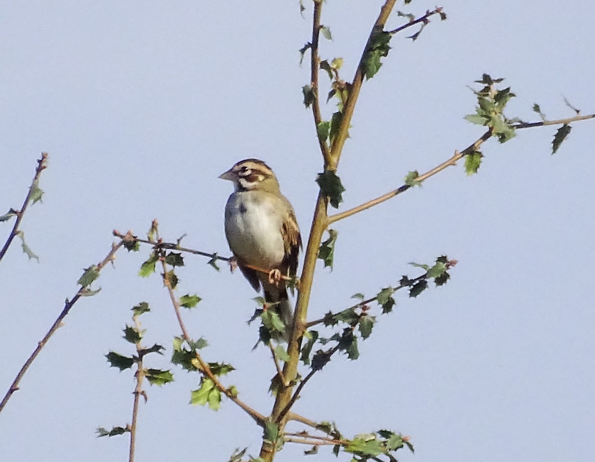 Lark Sparrow - ML610168129