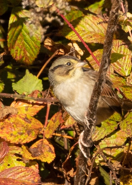 Swamp Sparrow - ML610168156