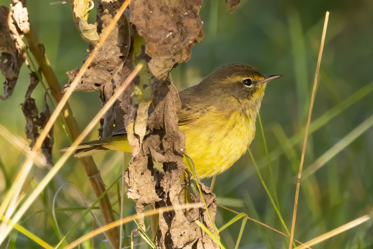 Palm Warbler - ML610168185