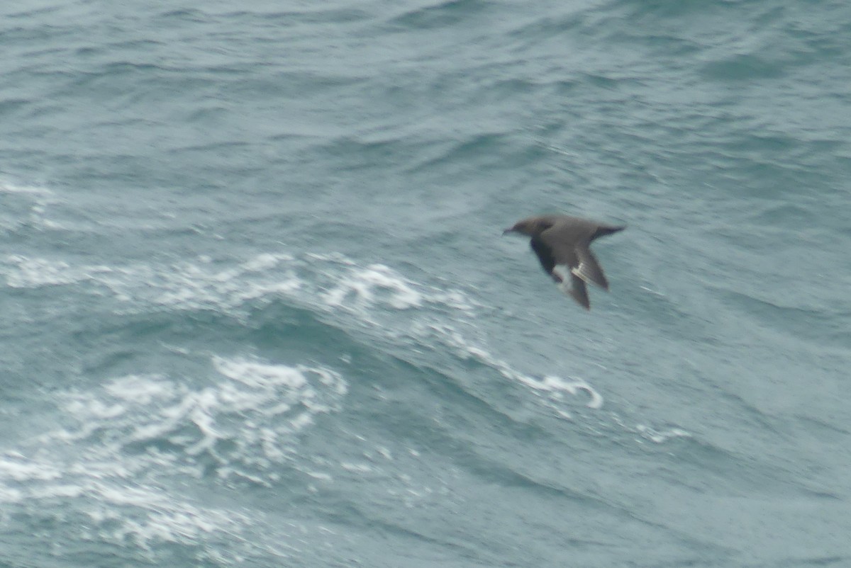 South Polar Skua - ML610168239