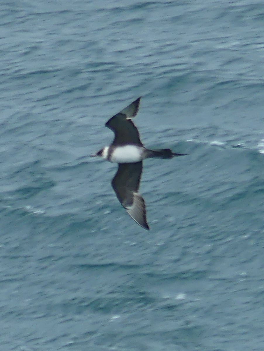 Parasitic Jaeger - Peter Nason