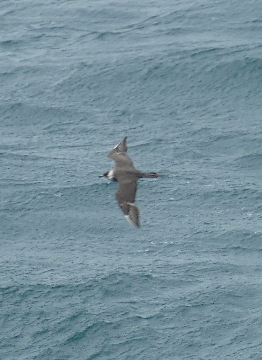 Parasitic Jaeger - ML610168244