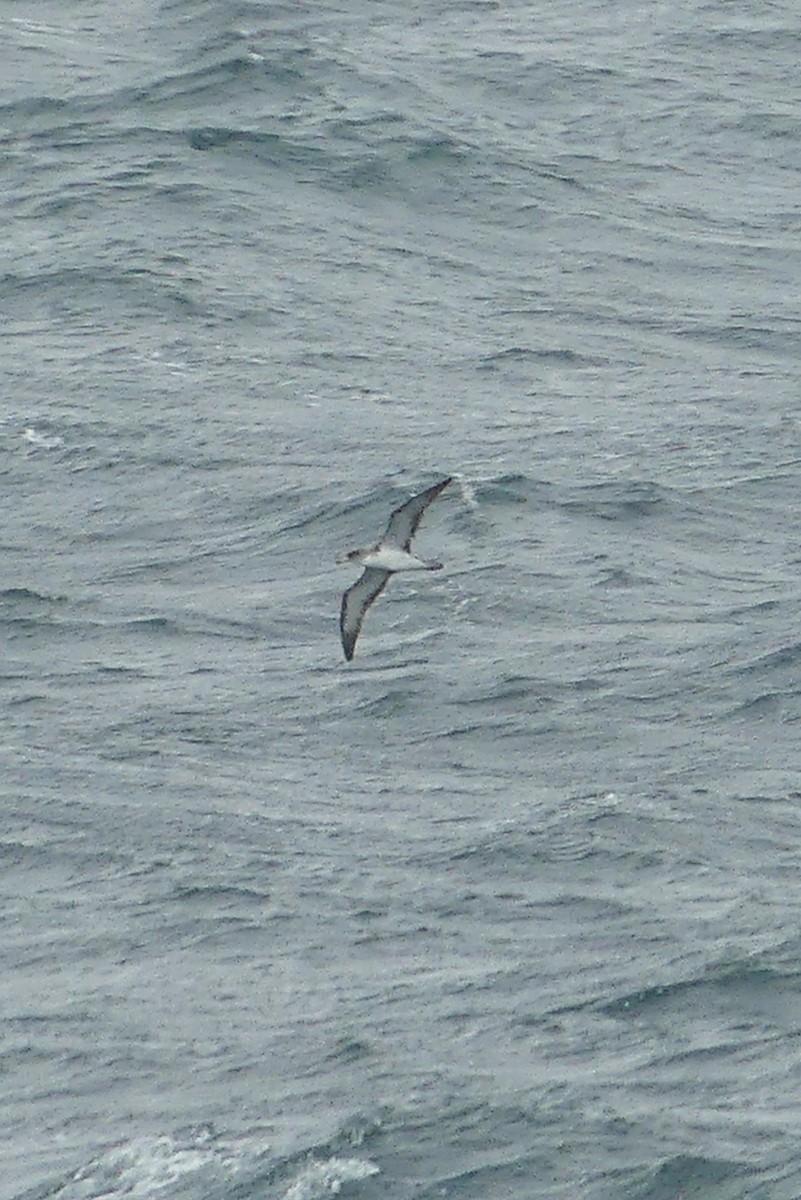 Cory's Shearwater - ML610168259