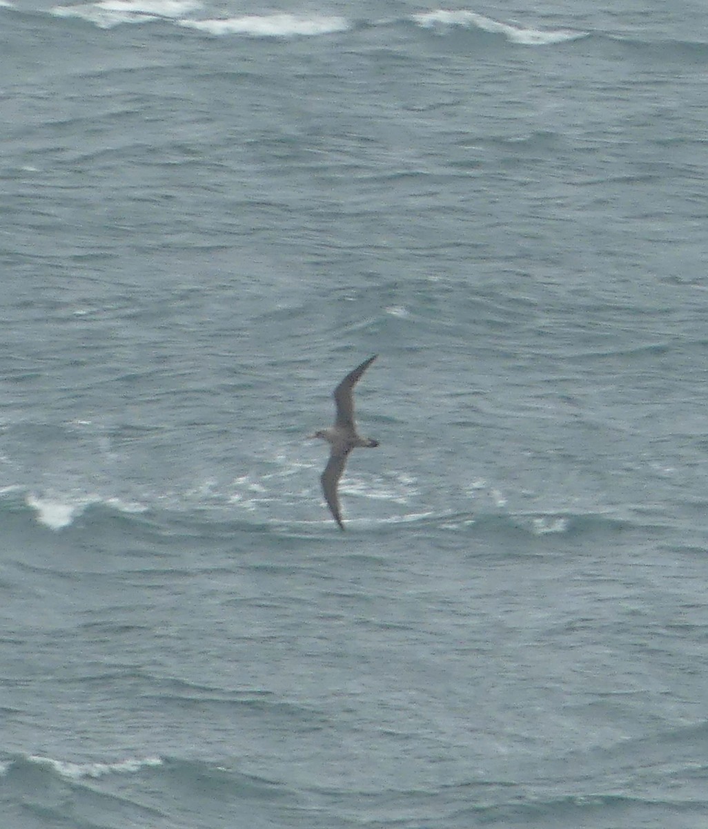 Cory's Shearwater - ML610168260