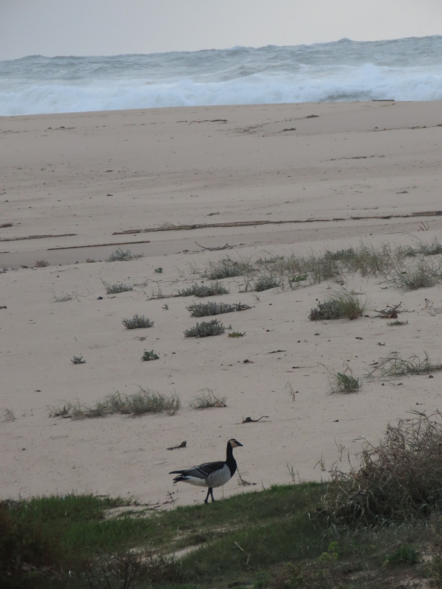 Цагаан шанаат галуу - ML610168293