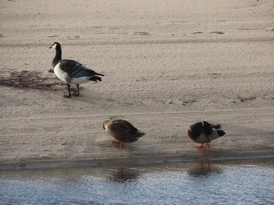 Цагаан шанаат галуу - ML610168294