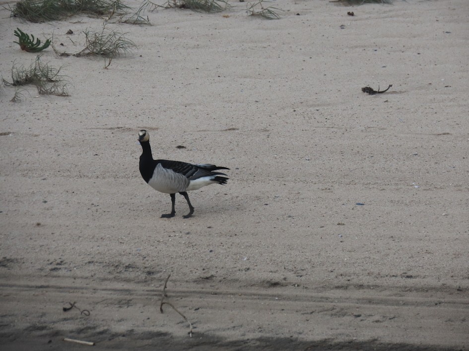 Цагаан шанаат галуу - ML610168295