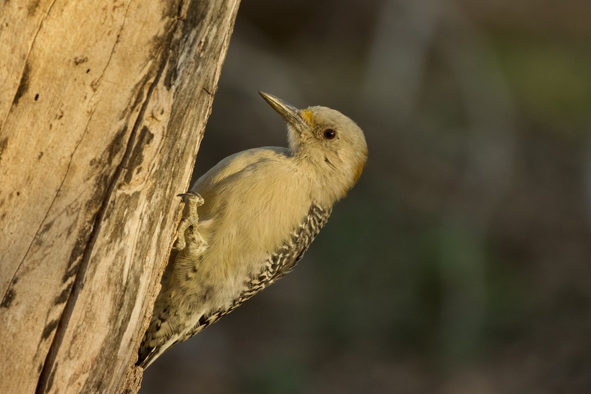 Golden-fronted Woodpecker - ML610168327