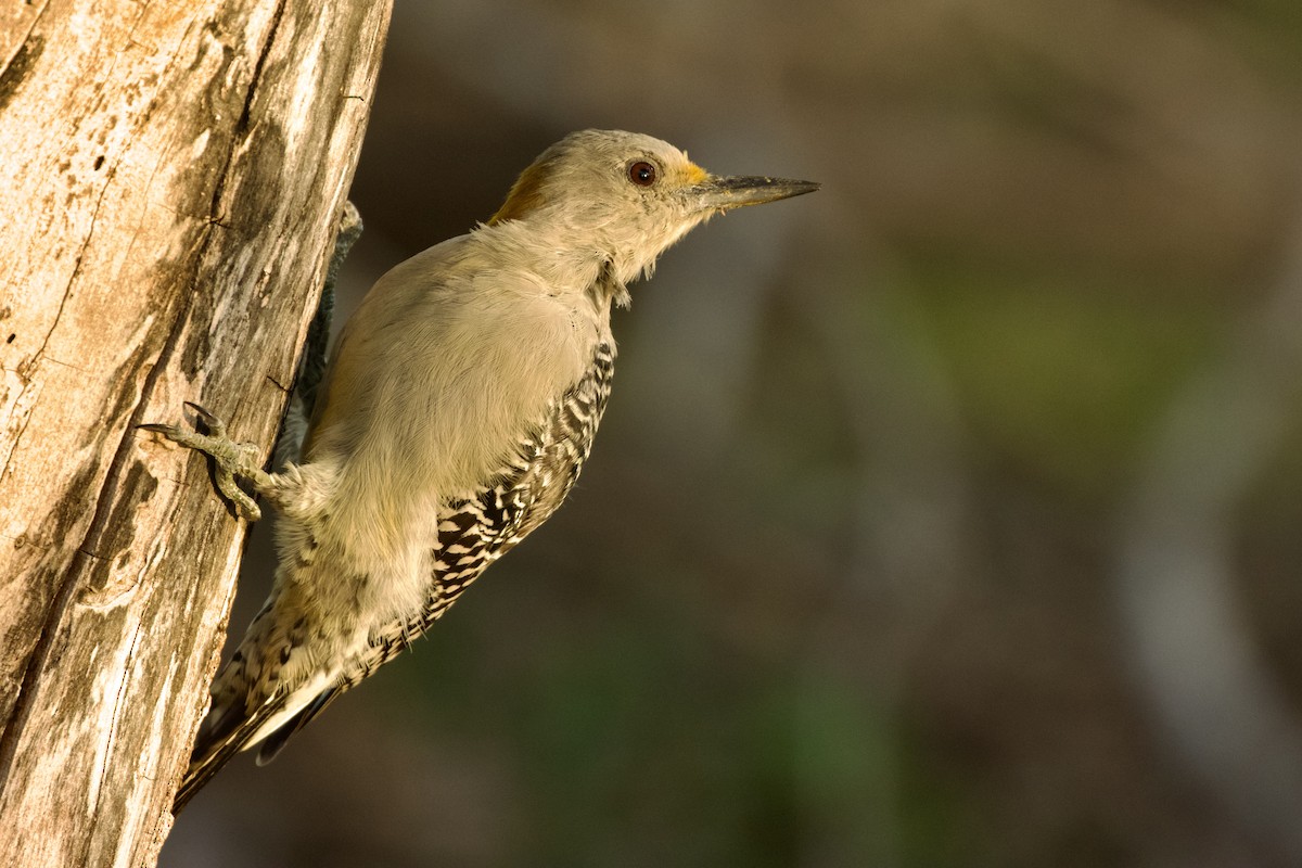 Golden-fronted Woodpecker - ML610168328