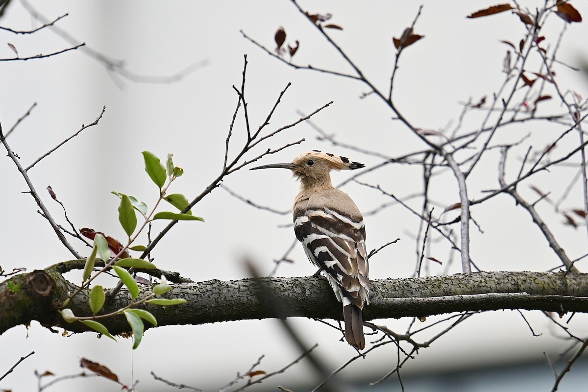 Eurasian Hoopoe - Dong Qiu