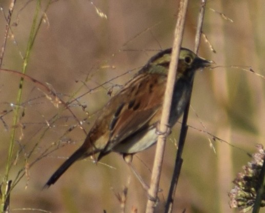 Swamp Sparrow - ML610168579