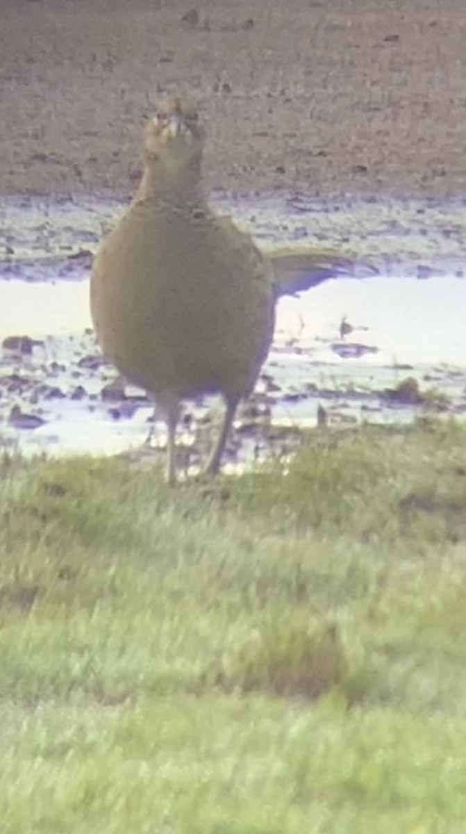 Ring-necked Pheasant - ML610168580