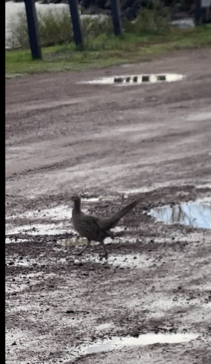 Ring-necked Pheasant - ML610168582