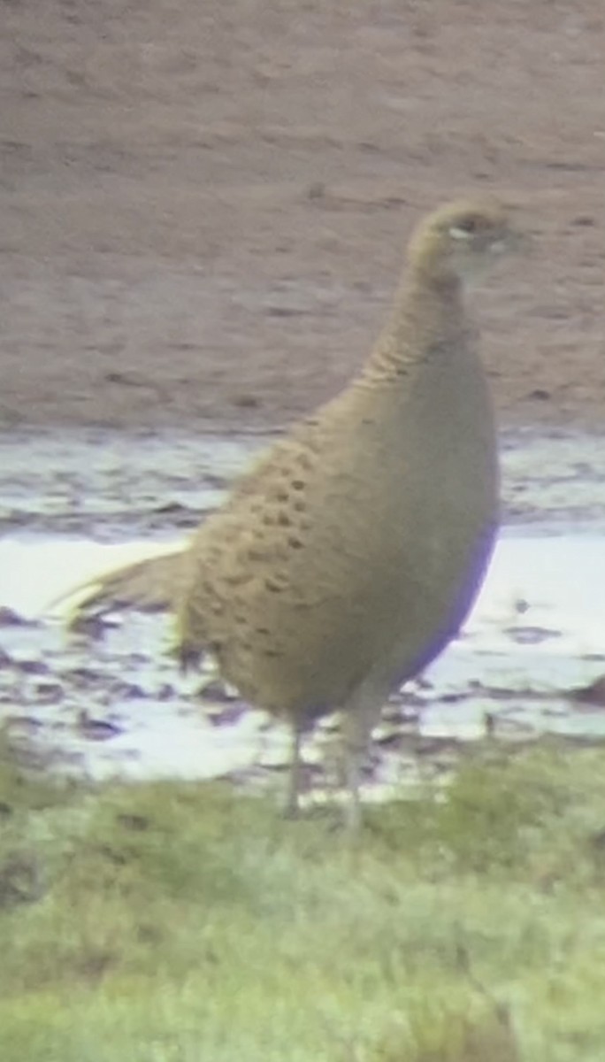 Ring-necked Pheasant - ML610168583