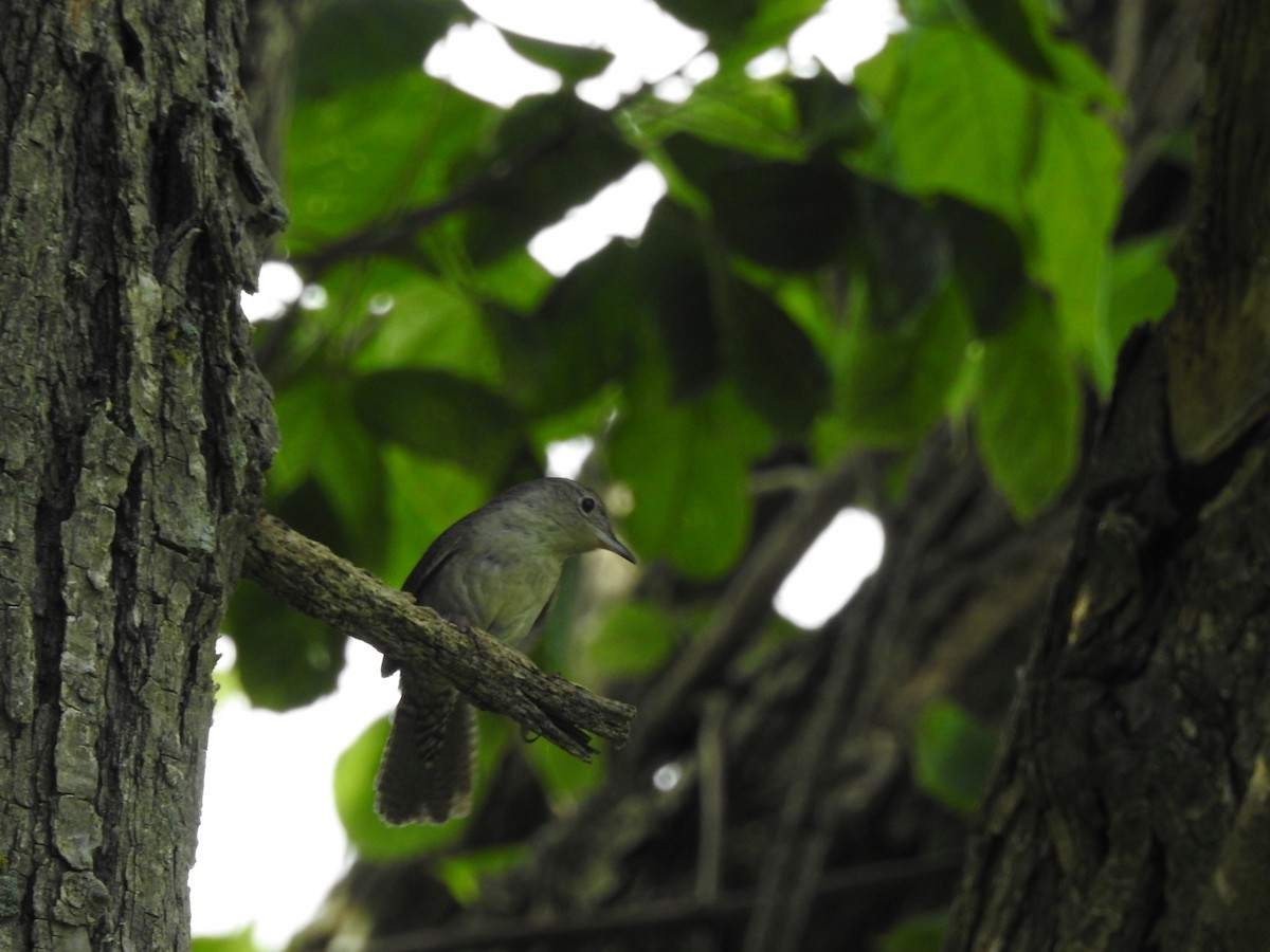 House Wren - Rick Luehrs