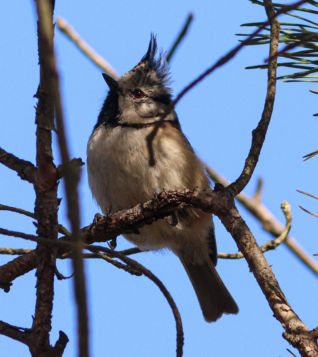 Crested Tit - ML610168624
