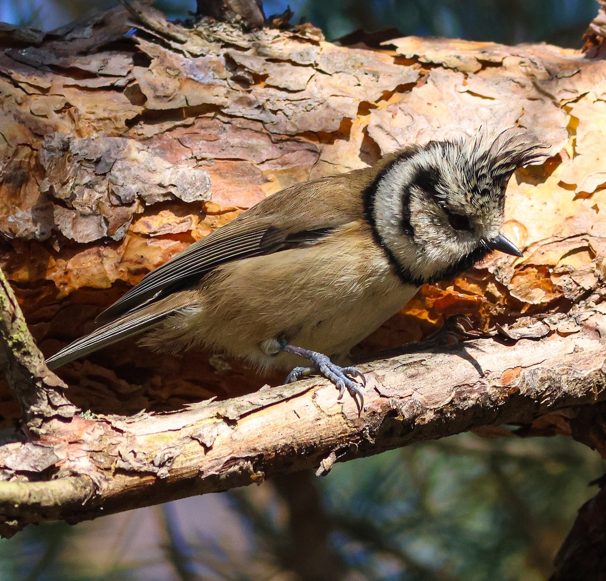 Crested Tit - ML610168625