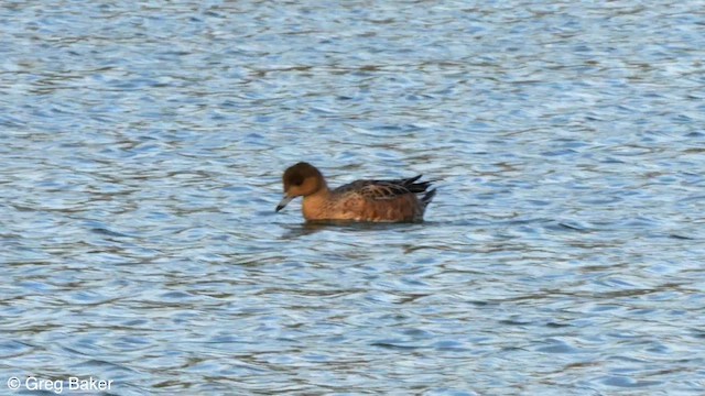 Eurasian Wigeon - ML610168650