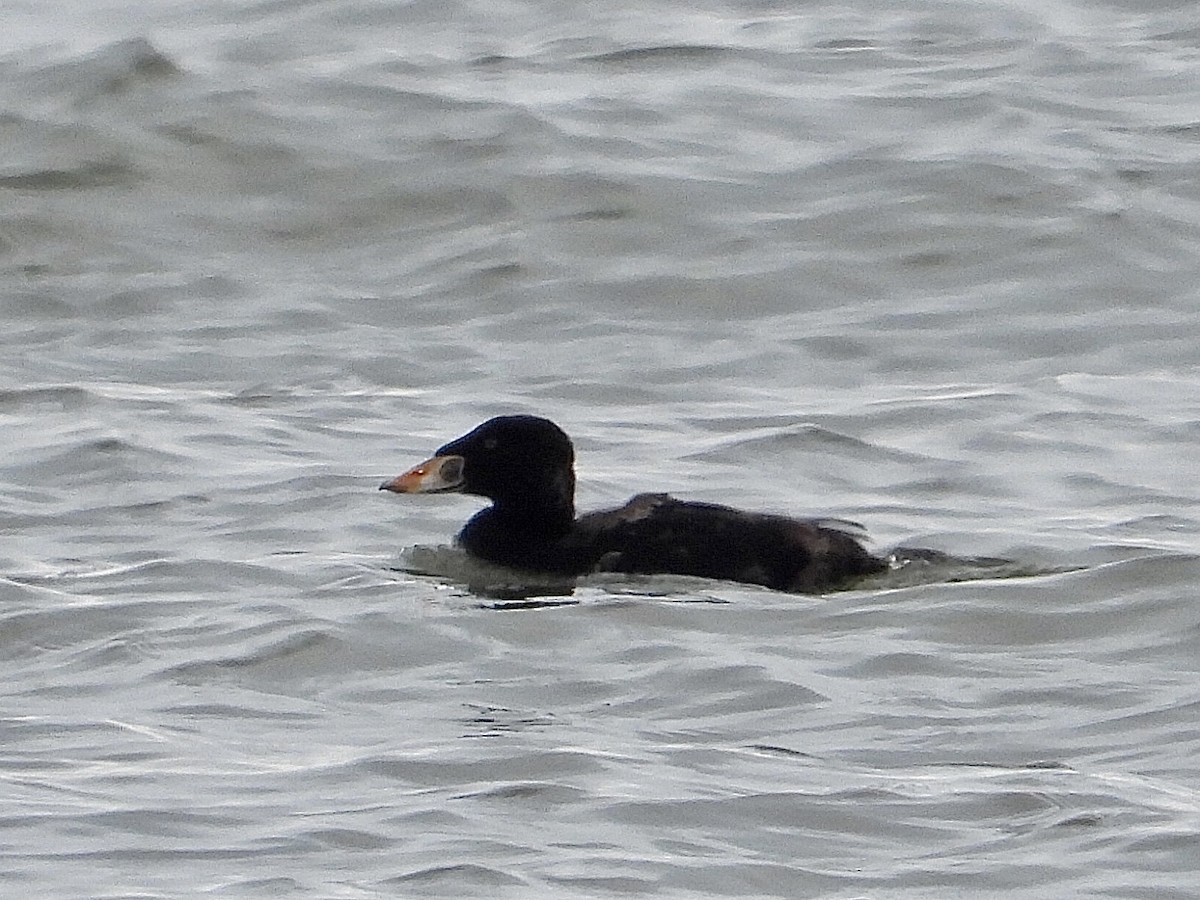 Surf Scoter - ML610168709