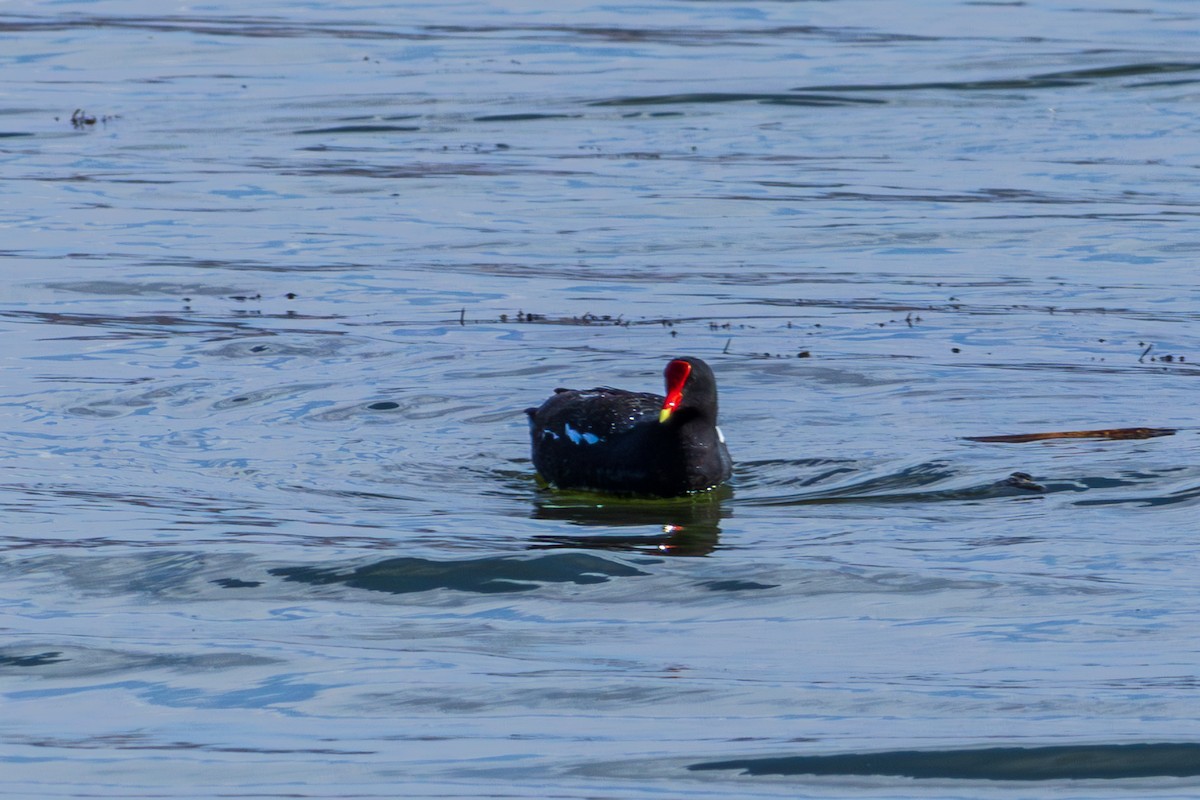 Common Gallinule (Altiplano) - ML610168754