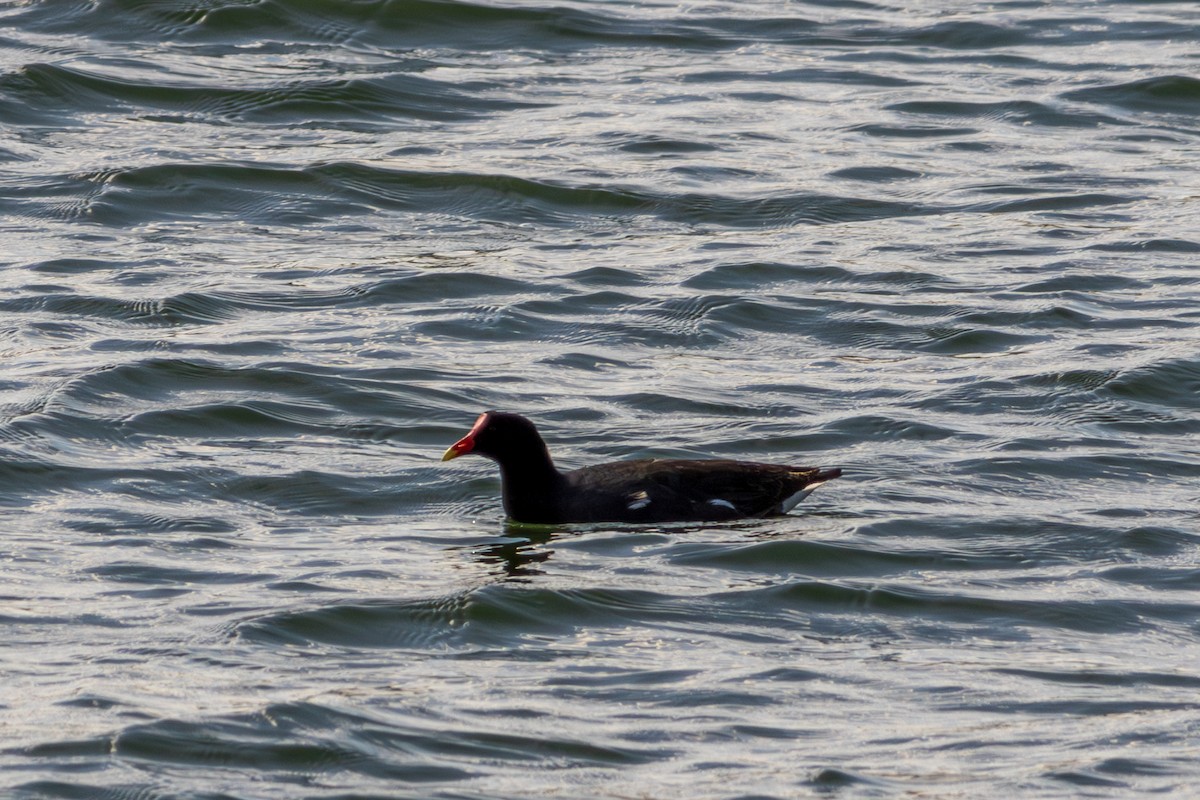 Common Gallinule (Altiplano) - ML610168756