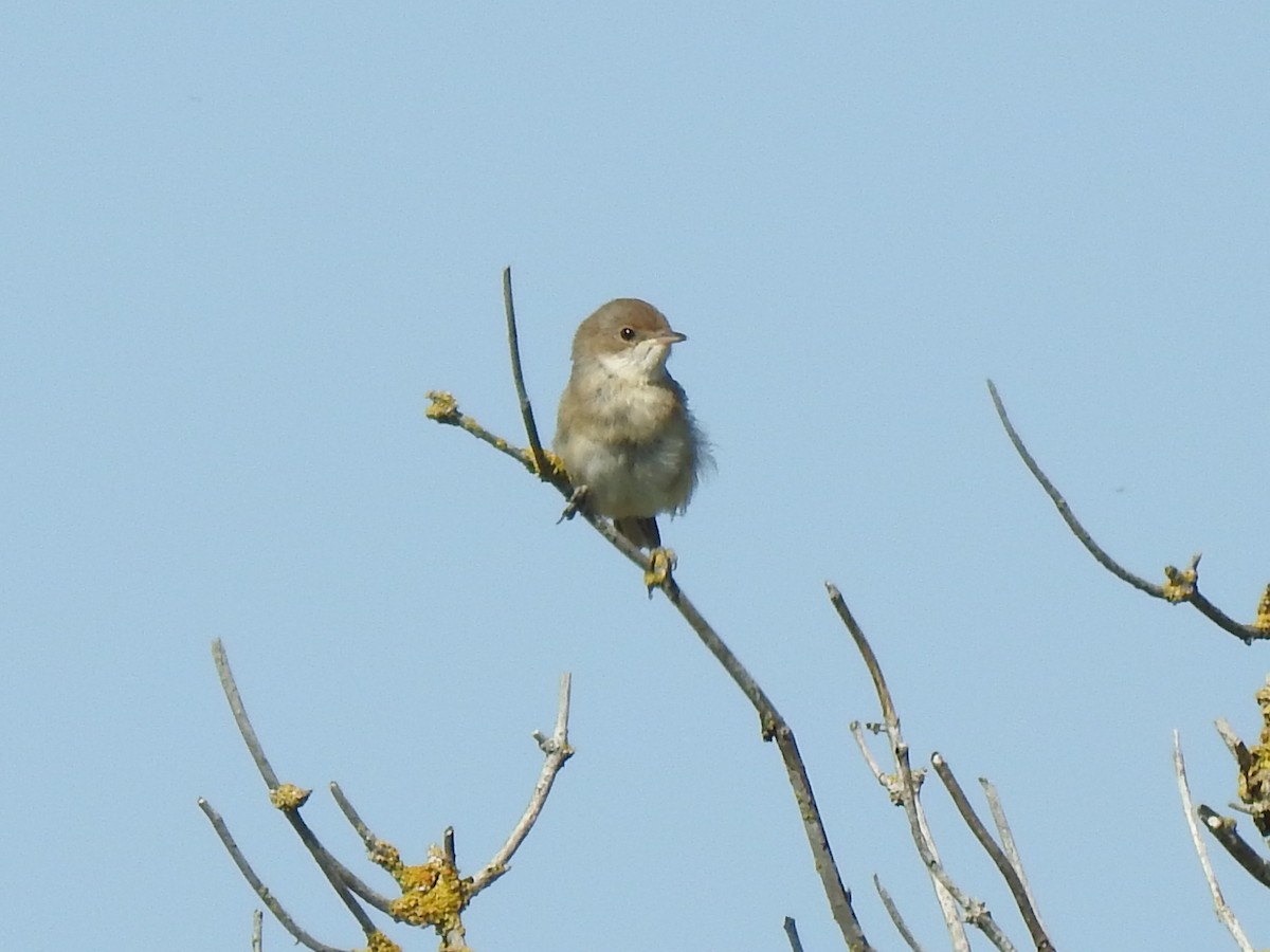 Greater Whitethroat - Matthieu Gauvain