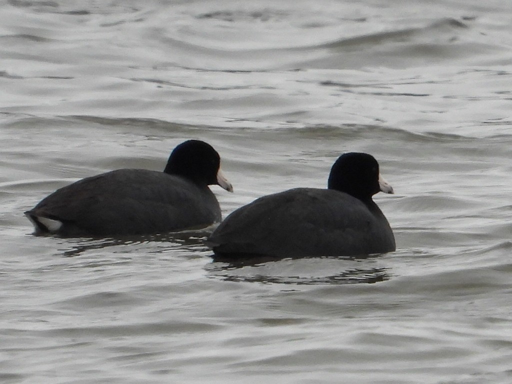 American Coot - ML610168825