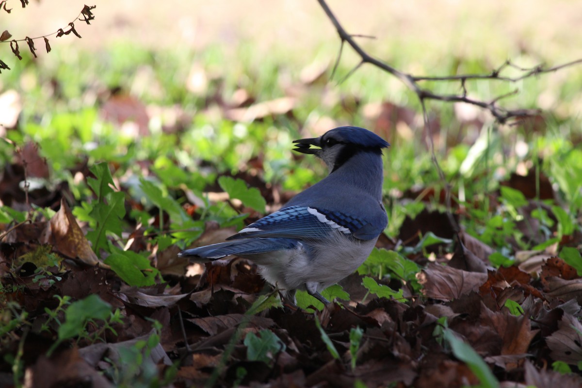 Blue Jay - ML610168835