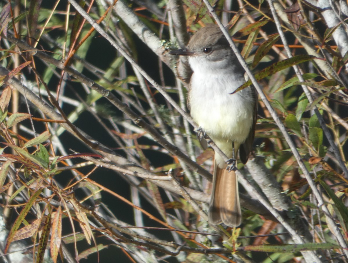 Ash-throated Flycatcher - ML610168918