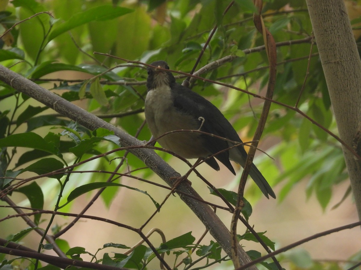 Plumbeous-backed Thrush - Andy Ruiz Peña