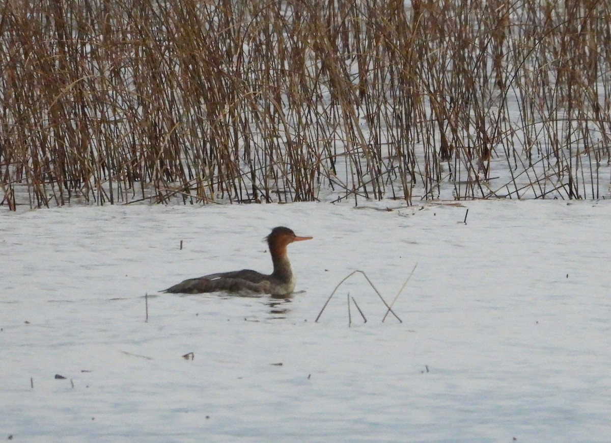 Red-breasted Merganser - ML610168995