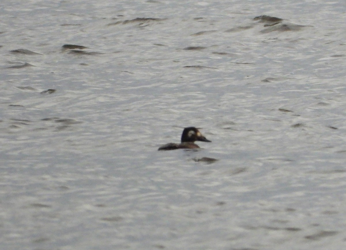 White-winged Scoter - ML610169013