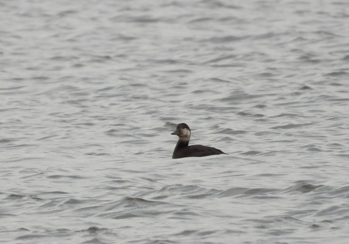 Black Scoter - ML610169026